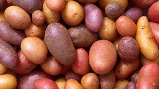 HOW TO GROW POTATOES IN A BAG [upl. by Suirauqed]