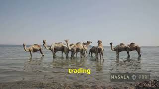 First Floods in the Sahara Desert in 50 Years [upl. by Gniy]