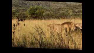 Lions Battle  Lions Protecting Mother [upl. by Clari]