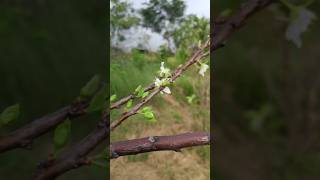 How to Grow Plums in Small Spaces Even on Your Balcony  Agrogreenfield citygardening [upl. by Ritchie]