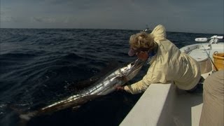 Hobe Sound Sailfishing with Light Tackle and Norm Isaacs [upl. by Allez778]