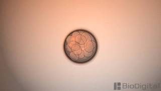 3D Medical Animation  Mitosis [upl. by Lleon]