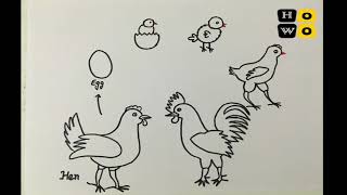 Life cycle of Hen  Chicken [upl. by Itsud]