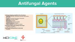 Antifungal Drugs pharmacology simplified [upl. by Alyt554]