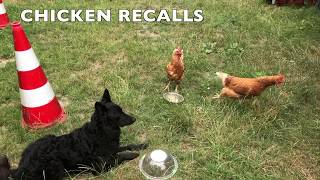 Dog Training Using Recallers Games Is CHICKTASTIC [upl. by Etiragram]