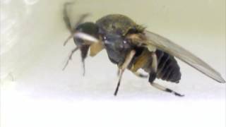 Black Fly Diptera Simuliidae cleaning antenna behaviour [upl. by Lovash150]