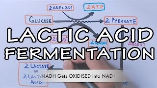 Lactic Acid Fermentation  Detailed [upl. by Ellehcal]