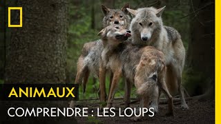 COMPRENDRE  les loups [upl. by Yatnoed]