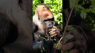 Gorillas Eat 40 LBS Of Plants EACH DAY🦍🦍🦍🌿animals animalfacts shorts [upl. by Suaeddaht]