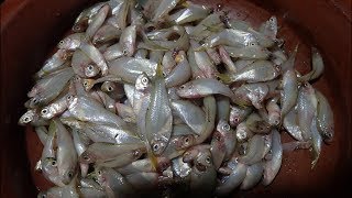 fish sambar kerala style  meen sambar  Fish fry  Amma samayal [upl. by Hinson]