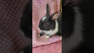 Rabbits are good petspets animals reels trend ytshorts youtube youtubeshorts ytshort shorts [upl. by Valeda]