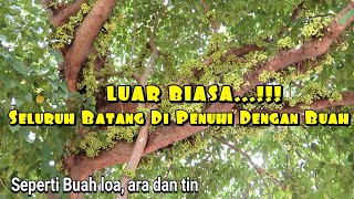 Pohon Gondang Berbuah Lebat Sekali Ficus Variegate [upl. by Alletnahs]