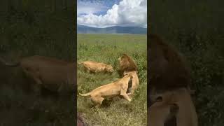 lionesses saves their king from intruder lion hyena elephant cheetah leopard nature wildlife [upl. by Nevart]