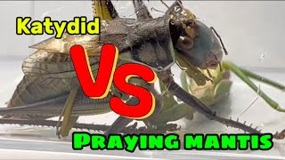 Top predatorsmantis vs katydidwho will win [upl. by Llenrad]