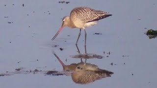 Bartailed Godwit foraging [upl. by Cantone773]