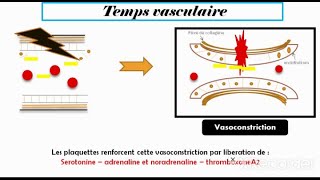 Hémostase primaire [upl. by Halihs272]