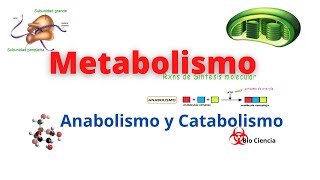 Metabolismo Catabolismo y Anabolismo [upl. by Senior]