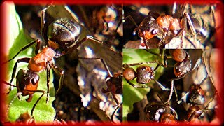 Giant European Red Wood Ant Formica pratensis on the Edge of the Forest – Part 1 [upl. by Kittie]