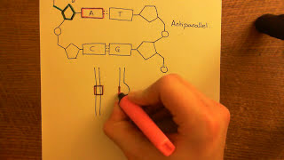 Key features of RNA synthesis transcription senseRNA [upl. by Lahsram]