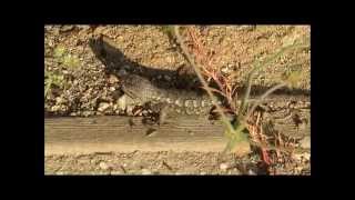 Western Fence Lizard Doing Pushups [upl. by Ecnaled]