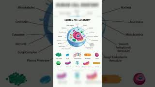 Structure and function of cell function of cell [upl. by Silvers]