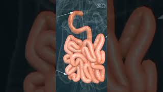 Small Intestine in 3D [upl. by Nafis]