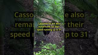 Why Cassowaries Are Natures Deadliest Birds [upl. by Malti]