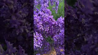 Lavender Farm Day trip [upl. by Merfe]