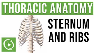 Thoracic Anatomy Complete Guide to Skeleton Sternum amp Ribs  Lecturio Medical [upl. by Adnuahsor]