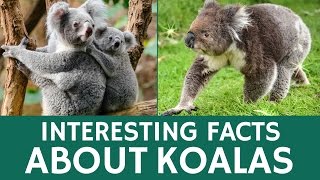 Interesting Facts about Koalas  Animal Videos for Students and School Education [upl. by Flavian442]