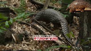 know about Pangolins pt1 [upl. by Nnaytsirk135]