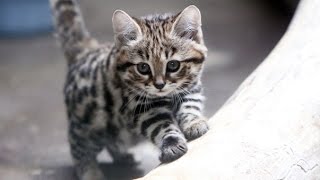 BlackFooted Cat The Deadliest Feline in Existence [upl. by Cusack]