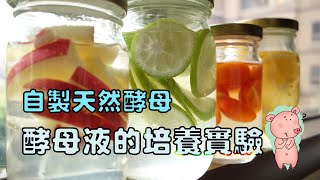 自製天然酵母【How to Make Fruit Yeast Water 酵母液培養 蘋果 檸檬 小番茄 柳丁】7日培養開箱 [upl. by Tallbott]