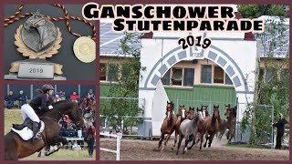 FMA Ganschower Stutenparade 2019  Springcup  Crossfeella [upl. by Hahseram]