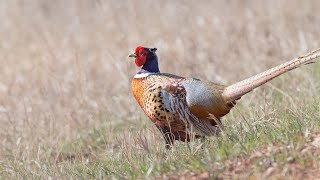 Pheasant Season Outlook  NDGF  09252023 [upl. by Nylave791]