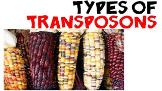 Types of transposons [upl. by Avruch755]