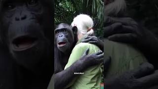 This chimpanzee melt your heart 💕 [upl. by Priest]