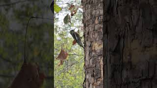 Yellow bellied sap suckers tapping a American Sycamore during migration [upl. by Naneek578]