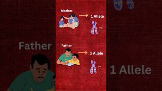 What Are Alleles Quick Guide 🧠 LearnWithMe biology [upl. by Anek227]