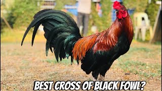 What is the Best Cross of a Black gamefowl [upl. by Eardna640]