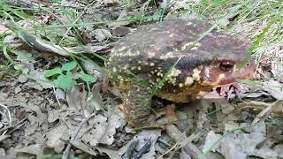 Sapo común ibérico Bufo spinosus 2 [upl. by Miko]