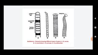 Oscillatoria  Life Cycle Pattern [upl. by Dahlstrom]