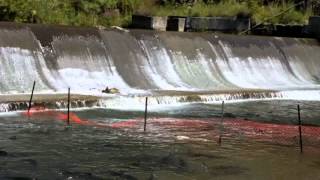 Salmon run in Bowmanville river in Ontario [upl. by Annovad366]