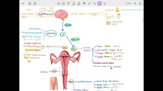 Polycystic Ovary Syndrome amp Amenorrhea [upl. by Jorie200]