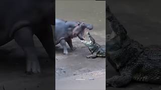 Who will win Hippo vs Crocodile  hippo crocodile shorts [upl. by Sainana]