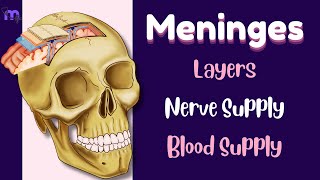 Meninges  Layers  Functions  Nerve amp Blood Supply  Clinical conditions  Anatomy  Animated [upl. by Web]