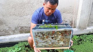 How to Produce Thousands of Different Varieties of GUPPIES [upl. by Grey302]