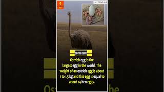 Ostrich Egg Largest in the World facts shorts interestingfacts [upl. by Imuyam]