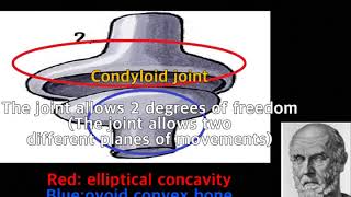 Hippo What is the condyloid joint [upl. by Sidoeht]