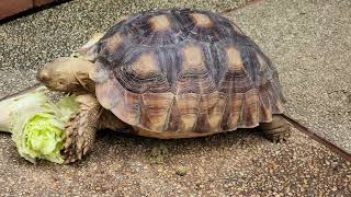 Tortoises The First 15 Months [upl. by Margit]